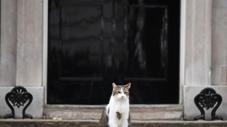 Chú mèo Larry, "tổng quản" của dinh Thủ tướng Anh tại số 10 Phố Downing (Ảnh: AFP)