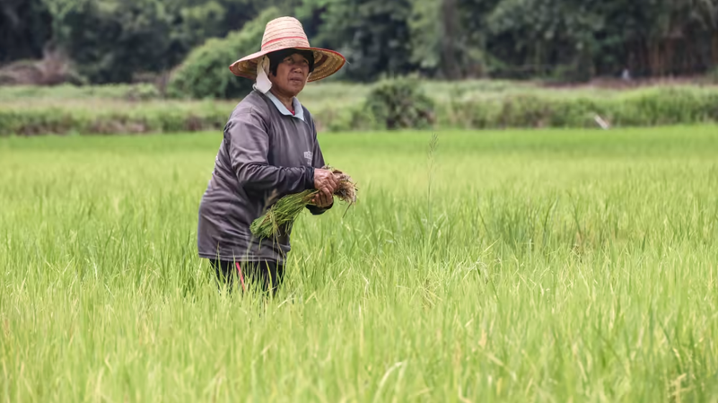 Một nông dân làm việc trên cánh đồng lúa ở tỉnh Khon Kaen, miền trung Thái Lan (Ảnh: Nikkei)