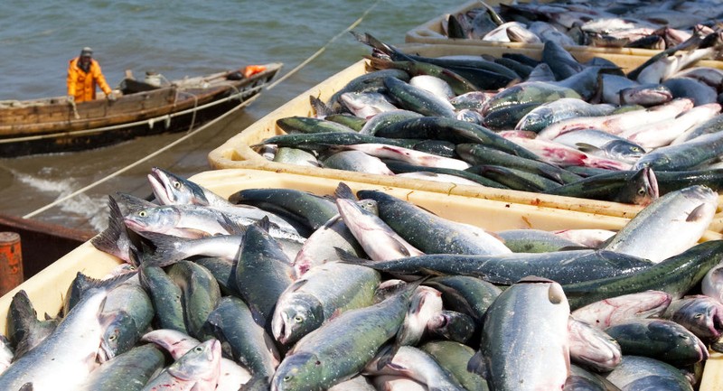Nga có thể thiệt hại gần 1 tỷ USD một năm rào càn xuất khẩu hải sản sang Hoa Kỳ