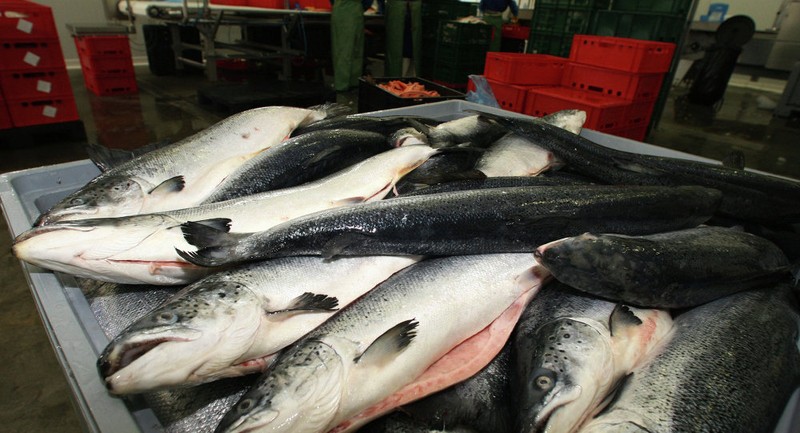 Nga áp dụng thêm biện pháp hạn chế nhập khẩu cá từ Việt Nam (ảnh minh họa).