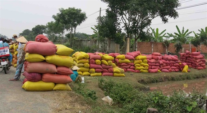 Thu mua tạm trữ lúa gạo