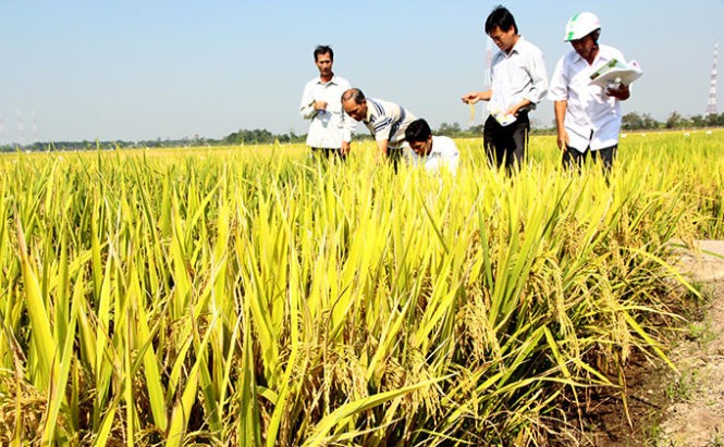 Tám doanh nghiệp mua lúa trực tiếp với các hợp tác xã và nông dân trên diện tích 9.500ha 