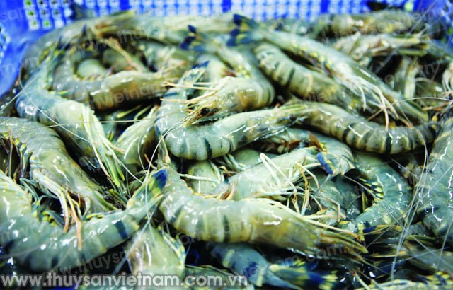 Cảnh báo tôm, cá bẩn từ Đài Loan, Ấn Độ nhập khẩu vào Việt Nam