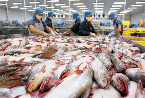'Thòng lọng' mới đe dọa cá tra Việt