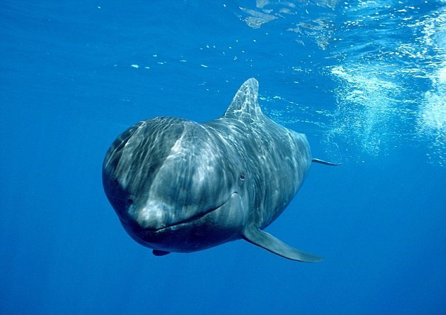 Những hình ảnh đầy ám ảnh về mùa săn cá voi tại Nhật Bản
