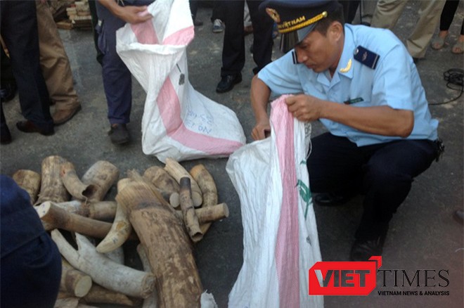 Liên tiếp nhiều vụ buôn lậu ngà voi bị phát hiện tại Đà Nẵng trong năm 2015