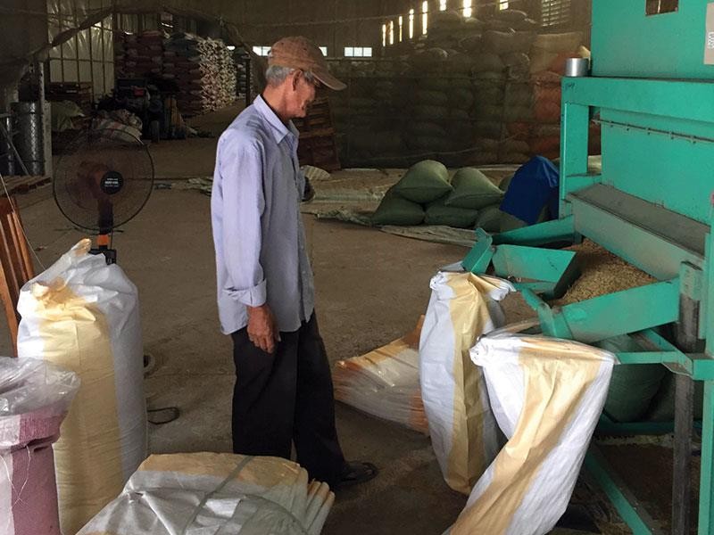 Sản xuất lúa giống hiện là nguồn thu duy nhất để Nông trường Sông Hậu trả lương cơ bản cán bộ công nhân viên duy trì hoạt động cầm chừng chờ chuyển đổi sang công ty TNHH một thành viên.