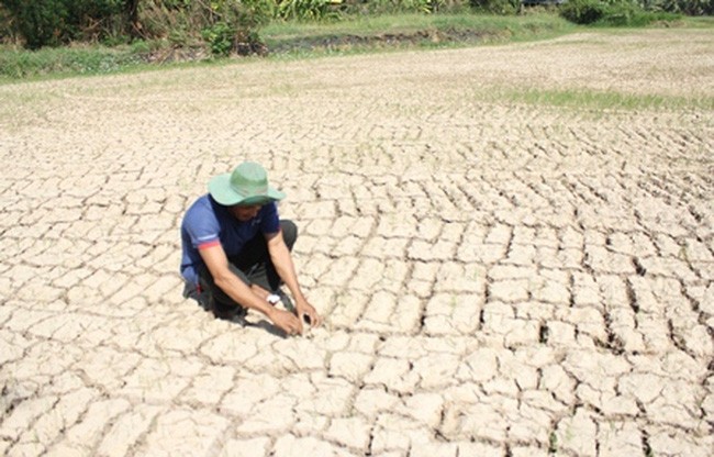 Hiện ĐBSCL có khoảng 1,5 triệu nông dân trồng lúa và gần 475.000 hộ dân thiếu nước ngọt sinh hoạt
