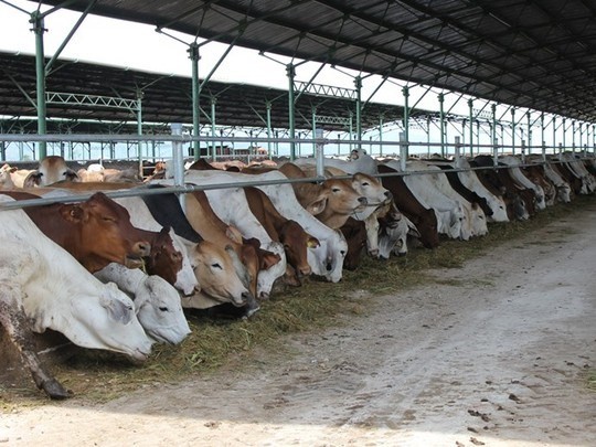 rong 4 tháng đầu năm 2016, Việt Nam đã nhập71.000 con bò về vỗ béo, giết thịt.Ảnh minh họa
