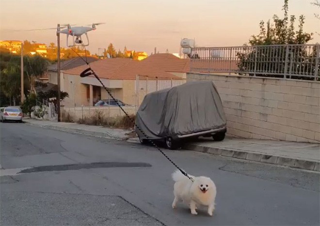 Dắt chó đi dạo trong mùa dịch (Ảnh: Youtube)