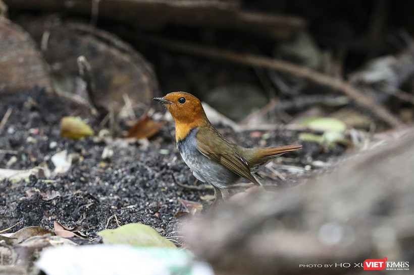 Oanh mặt đỏ Nhật Bản, một loài di cư hiếm thấy vừa xuất hiện tại Sơn Trà trong mùa chim di cư năm 2019 sau lần ghi nhận tại Việt Nam hơn 20 năm