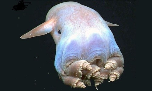 Top 10 scariest sea monsters on the planet photo 4