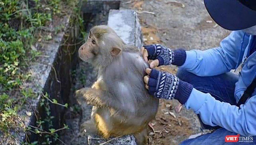 Tiếp xúc gần với khỉ mang virus gây ra nguy cơ cao mắc bệnh đầu mùa khỉ (ảnh FANPAGECUUHODONGVAT)