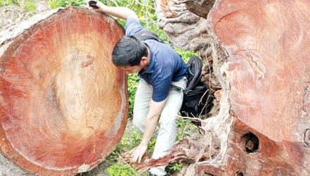 PV Tiền Phong tiếp cận bãi tập kết thứ nhất, được cho là những cây bị sâu mọt phải chặt bỏ.