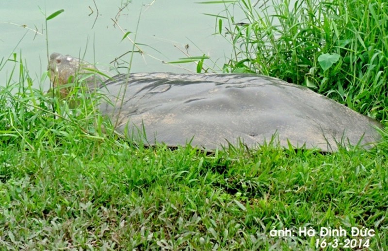 Tiết lộ “thâm cung bí sử” cụ rùa Hồ Gươm