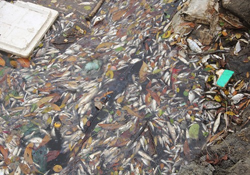 Nhiều loài cá được người dân nuôi ở hồ nuôi ven biển xã Lộc Vĩnh, huyện Phú Lộc (Thừa Thiên - Huế) chết trắng, dạt bờ. Ảnh: Đắc Đức.