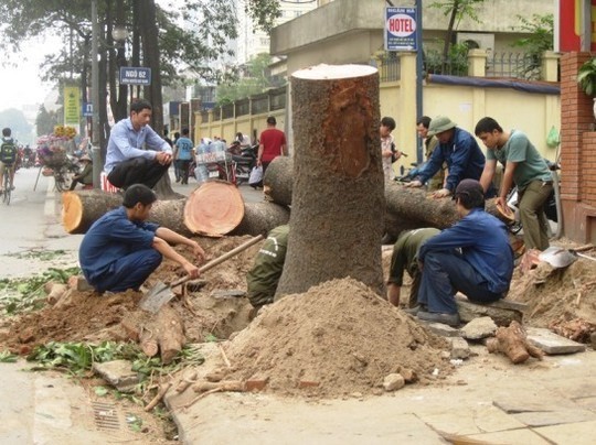Một cây lớn bị chặt hạ nhưng gốc và thân cây không hề có dấu hiệu mục ruỗng 