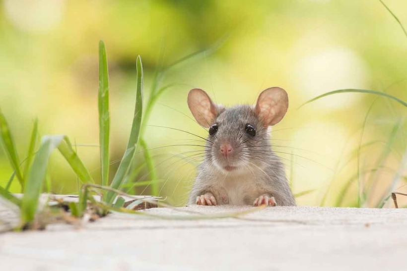 Chuột là một động vật xuất hiện rất nhiều trên trái đất (ảnh: Home Serve)