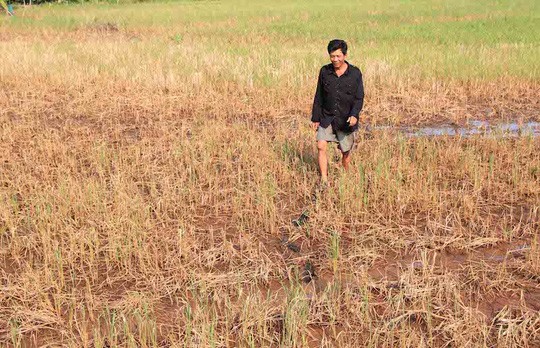 Lúa chết trên đồng do mặn xâm nhập ở ĐBSCL. Ảnh: Lê Khánh