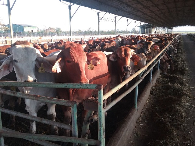Trang trại nuôi bò của Tập đoàn Hoàng Anh Gia Lai tại Attapeu, Lào