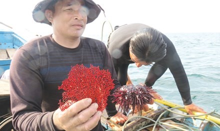 Hiện vật cú lặn thứ 3 là cây san hô đỏ bị chết.
