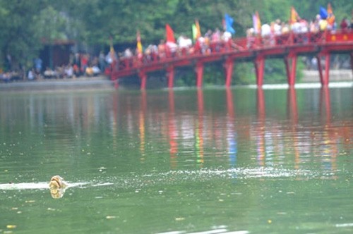 Đưa xác “cụ rùa” Hồ Gươm vào đền Ngọc Sơn