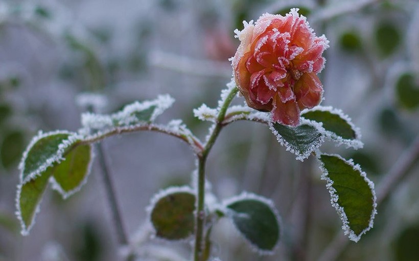 Băng tuyết đọng trên bông hoa hồng đang nở ở Hay-on-Wye, Xứ Wale.