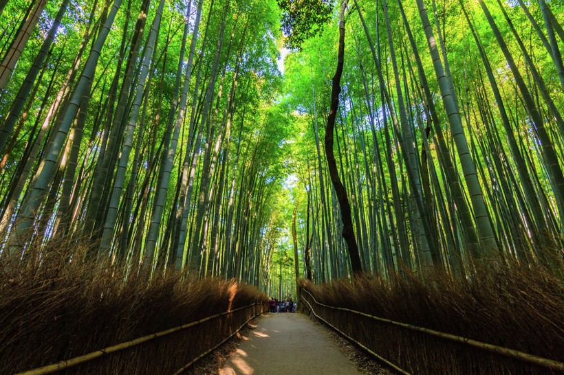 Rừng tre Sagano ở Nhật Bản