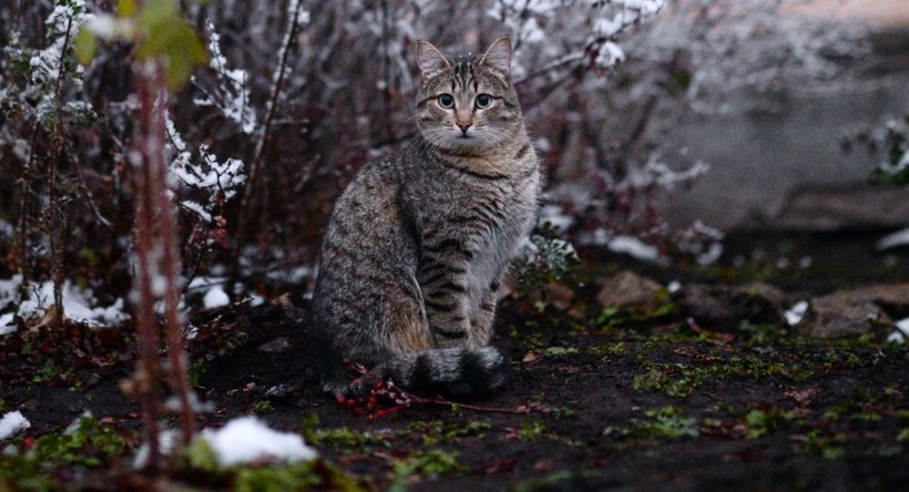 Video: Mèo dựng hầm trú ẩn trong tuyết