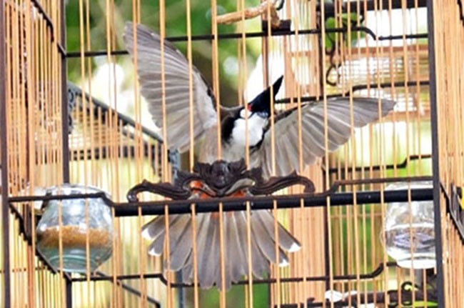 Ba con chim chào mào cùng 3 chiếc lồng chim bị mất trộm của ông Lê Phước Hoài Bảo, Giám đốc Sở KHĐT Quảng Nam được Cơ quan Công an và VKSND TP Tam Kỳ định giá 10,2 triệu đồng