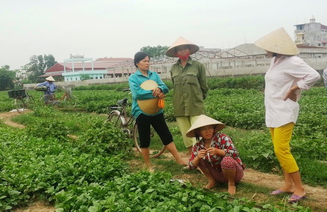 Sau vụ “dùng chổi quét rau” phát trên VTV3, rau xanh của bà con nông dân xã Vĩnh Thành, huyện Vĩnh Lộc (Thanh Hóa) khó tiêu thụ - Ảnh: Hà Đồng.