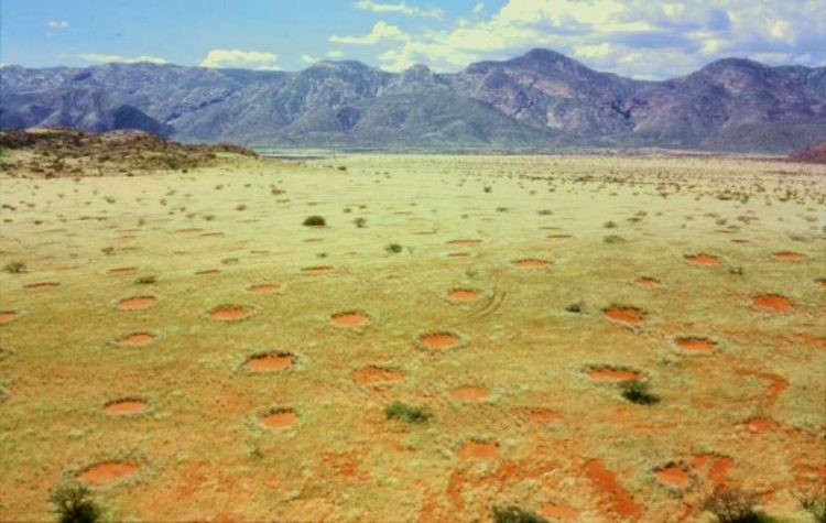 Những hình tròn được phân bố đồng đều khắp vùng Namib, Namibia (Ảnh: OC)