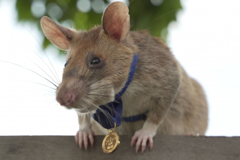Chú chuột Magawa nhận tấm huy chương danh giá (Ảnh: PDSA)