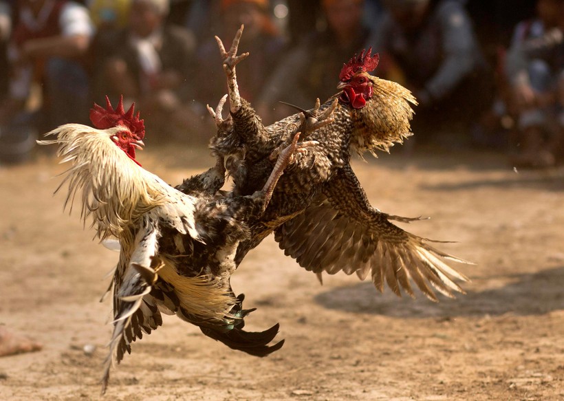 Dù bị cấm trên toàn lãnh thổ, nhưng chọi gà ăn tiền vẫn khá phổ biển ở nhiều vùng nông thôn Ấn Độ (Ảnh: Washington Post)