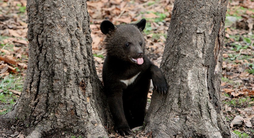 Báo Nga: Một con gấu nhỏ đe dọa cả 3000 quân Phần Lan