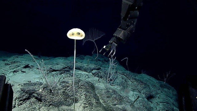 Bọt biển thủy tinh mới có tên gọi Advhena magnifica. Ảnh: IFL Science