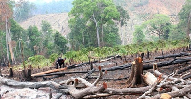 Rừng được DN thuê trong một dự án ở Đắk Nông bị chặt phá 