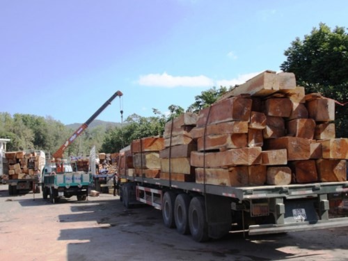 Dù gỗ xuống giá, bán không được nhưng các DN vẫn ồ ạt nhập gỗ Lào về VN
