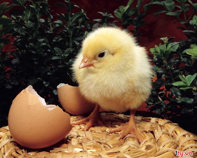Một con gà “cõng” 14 loại phí: Bộ Nông nghiệp đề xuất “giải cứu”