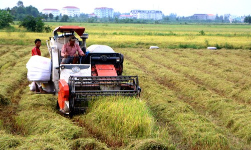 Chưa lo thiếu lương thực  Đồng bằng sông Cửu Long (ĐBSCL) là vựa lúa của cả nước. Vụ đông xuân 2015 -2016, khu vực này gieo cấy 1,5 triệu ha thì đã có 1/3 diện tích bị ảnh hưởng của hạn hán và xâm nhập mặn. Trong đó, trên có 150.000 ha bị thiệt hại nặng (