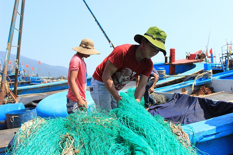 Đà Nẵng lập Ban chỉ huy tiền phương “giải cứu” cá sạch ảnh 1