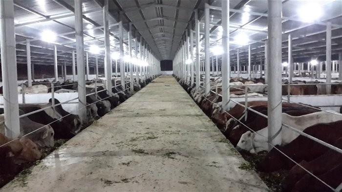 Bò Úc được nhập về và vỗ béo trước khi phân phối ra thị trường tại trang trại của công ty cổ phần Kết Phát Thịnh ở Nghệ An. Ảnh: TL