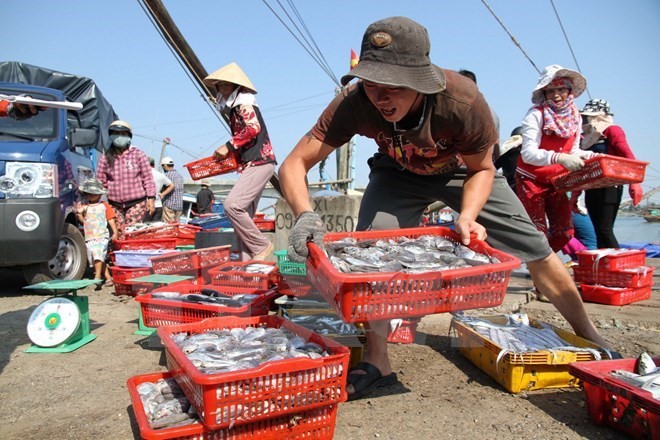 Ngư dân Quảng Trị vận chuyển cá lên bờ sau chuyến đánh bắt hải sản ngoài khơi xa.