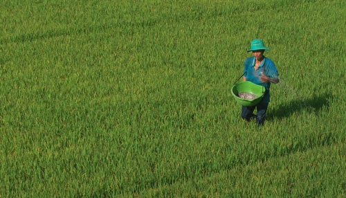 Nông dân tỉnh An Giang bón phân cho lúa Ảnh: THỐT NỐT