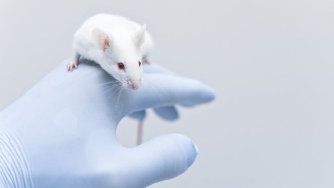 VIệc thí nghiệm trước trên chuột là một công đoạn quan trọng khi tạo ra một loại vắc xin mới (Ảnh: .livescience)