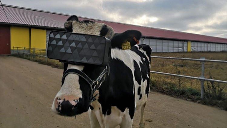 Người nông dân cho bò đeo kính VR với hy vọng có thể tăng sản lượng sữa (Ảnh: OC)