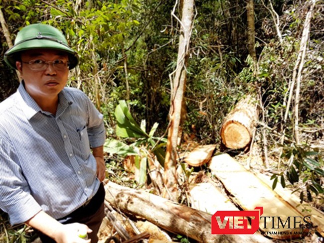 Ông Lê Trí Thanh, Phó Chủ tịch UBND tỉnh Quảng Nam tại hiện trường vụ phá rừng pơ mu quy mô lớn chưa từng có