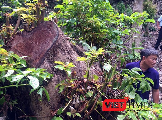 Bí thư Thành ủy Đà Nẵng Nguyễn Xuân Anh cương quyết xử nghiêm các vụ phá rừng Sơn Trà, cho dù đó là ai và dù chỉ chặt 1 cây