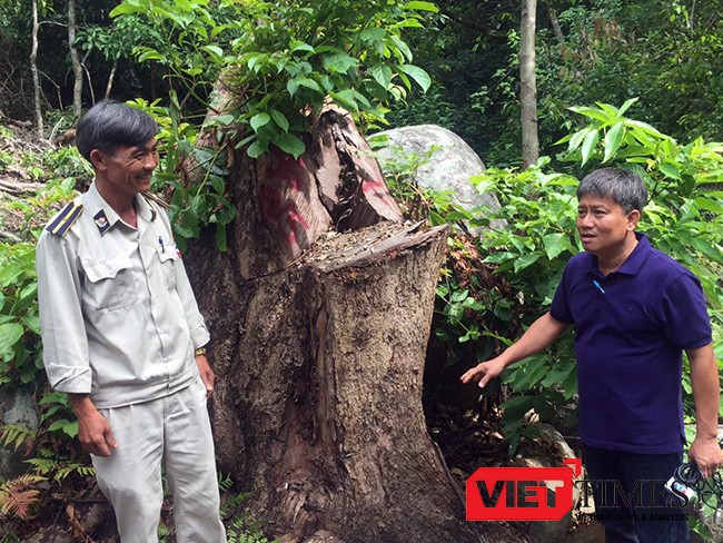 Chi Cục Kiểm lâm TP Đà Nẵng vừa có Quyết định khởi tố vụ án hình sự đối với vụ phá rừng tại tiểu khu 63, Khu Bảo tồn thiên nhiên Sơn Trà (phường Thọ Quang, quận Sơn Trà, TP Đà Nẵng)