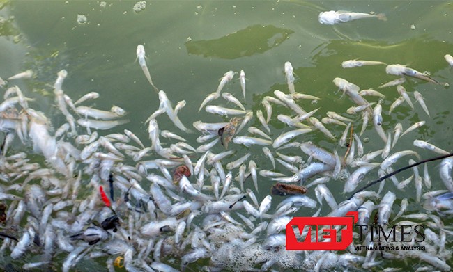 Thủy triều đỏ là "thủ phạm" gây ra tình trạng thủy hải sản nuôi trồng tại vùng biển giáp ranh 2 xã Vạn Thọ - Vạn Thạnh (huyện Vạn Ninh, tỉnh Khánh Hòa) bị chết trong thời gian qua. 